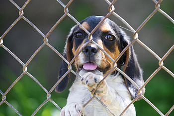 *** Small dog as grid ***, siatka, zwierzeta, pies, psy HD wallpaper