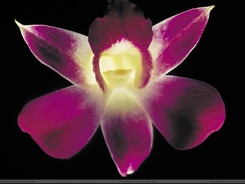 flower, nature HD wallpaper