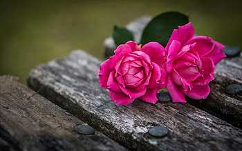 Roses, two, rose, pink, wood, flower, couple, trandafir HD wallpaper