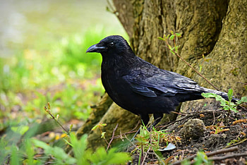 Protected birds, Crow hunting, The law HD wallpaper