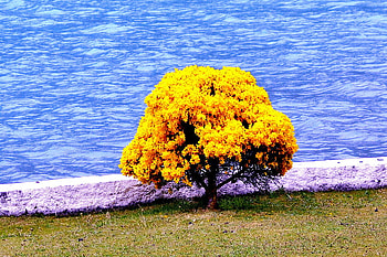 autumn tree, blue, plant, yellow, nature, grass, water, tree HD wallpaper