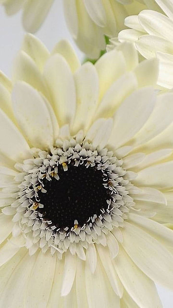 white flower, daisy, earth, nature, flower HD phone wallpaper