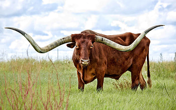 Texas longhorn, Wildlife meadow, Bos taurus, High-quality HD wallpaper