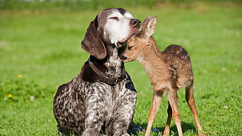 Animals, Dogs HD wallpaper