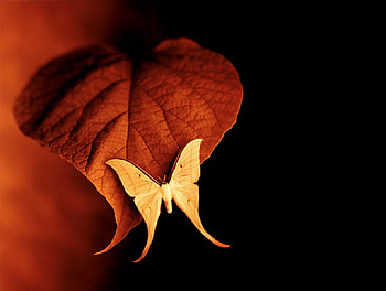 Flora and Fauna, black, butterfly, yellow, leaf, cg art, veins, orange HD wallpaper
