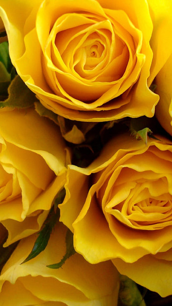Yellow Rose, Beautiful Rose HD phone wallpaper