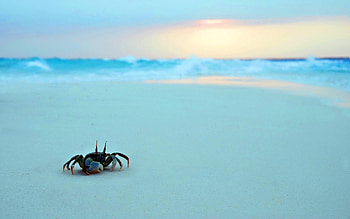Crab background , Sea life, Baltana collection, Underwater marvels HD wallpaper