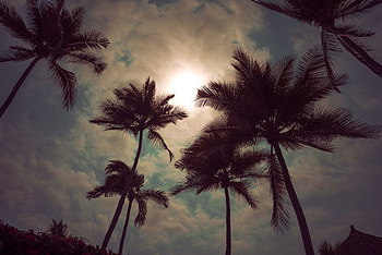 Nature, Sunset, Sky, Twilight, Clouds, Palms, Dusk HD wallpaper