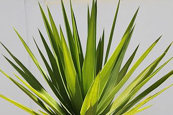 Plants, leaves, close up HD wallpaper