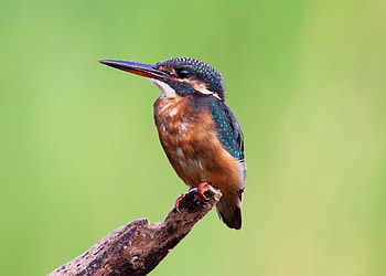 Animals, Bird, Sit, Beak, Branch, Kingfisher HD wallpaper