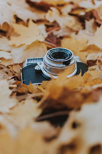 Autumn, Leaves, Foliage, Dry, Technologies, Technology, Camera HD phone wallpaper