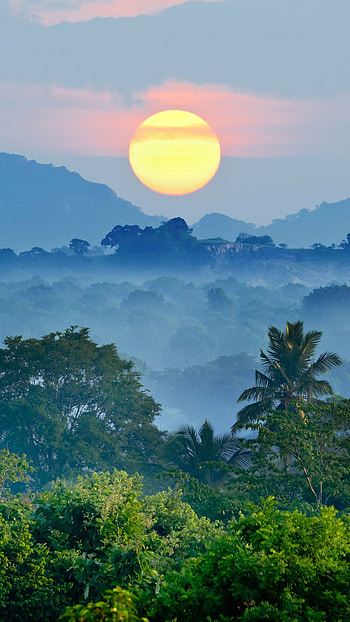 Jungle Sunset HD phone wallpaper