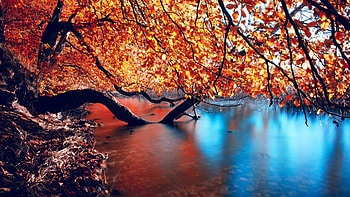 Autumn, nature, lake, reflections, submerged branches of trees HD wallpaper