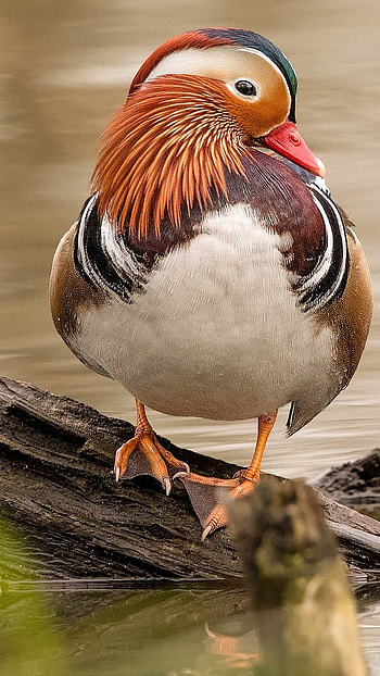 Mandarin Duck, Duck Standing HD phone wallpaper