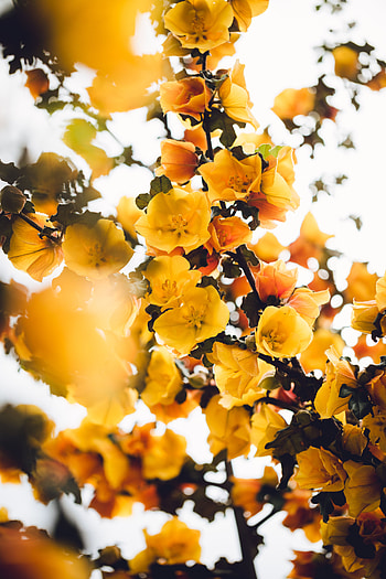 Flowers, Bush, Plant, Branch, Blooms HD phone wallpaper
