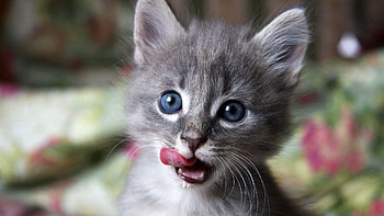 Animals, Kitty, Kitten, Muzzle, Lick Your Lips, Licking, Curiosity HD wallpaper