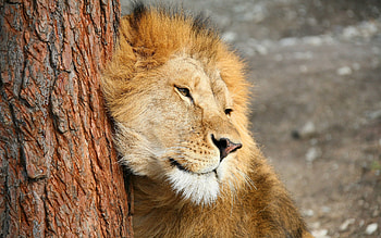 Animals, Wood, Tree, Lion, Predator, Tenderness HD wallpaper