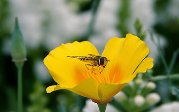 Flower, Macro, Insect, Bee, Pollination HD wallpaper