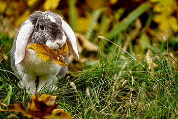 Animals, Grass, Animal, Sweetheart, Nice, Leaflet, Rabbit HD wallpaper