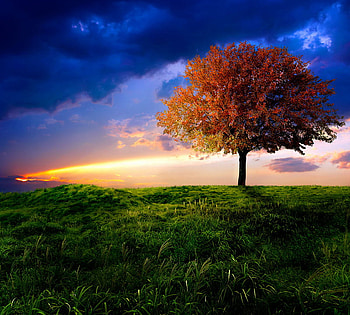 the_fires_of_autumn, clouds, autumn, sky, nature, grass, tree HD wallpaper