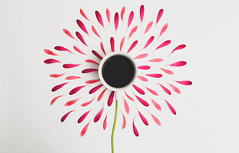 Flower, Petals, Cup, Minimalism HD wallpaper