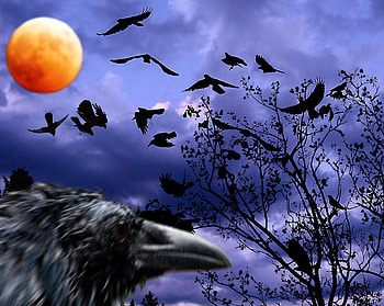 Raven Moon, raven, darkness, moon, poe HD wallpaper