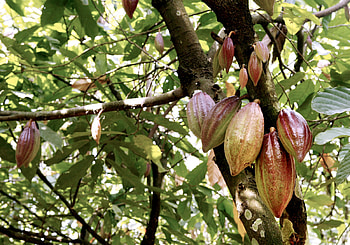 Cocoa trees in Africa, Ravaged by disease HD wallpaper