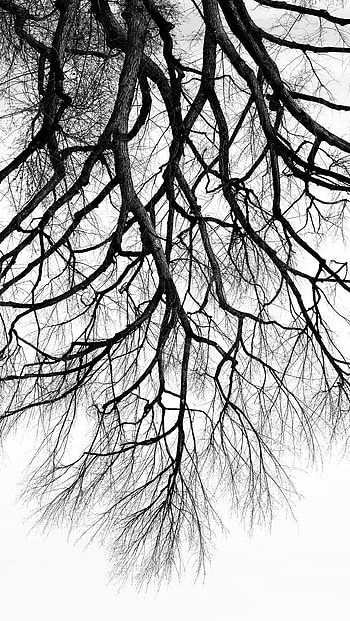 Nature, Wood, Tree, Minimalism, Branches, Bw, Chb HD phone wallpaper