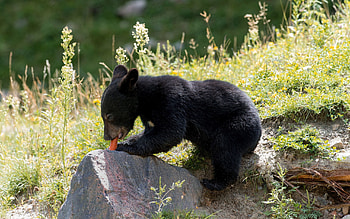 Animals, Nature, Bear, Carrot HD wallpaper