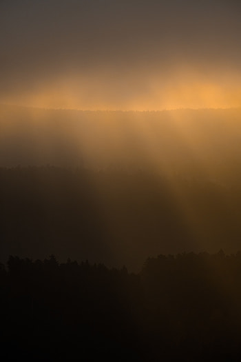 Nature, Dark, Forest, Fog, Darkness, Sunlight HD phone wallpaper
