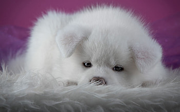 Animals, Fluffy, Dog, Muzzle, Puppy, Akita Inu HD wallpaper