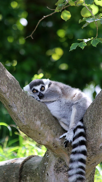 Cute lemur , Adorable primates, Nature backgrounds, Wildlife HD phone wallpaper