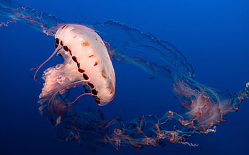 Jellyfish, animal, fish, water HD wallpaper