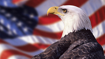 Bald Eagle American Flag | Best HD wallpaper