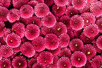 Close-up of vibrant pink chrysanthemum flowers with intricate petals, perfect for floral . HD wallpaper