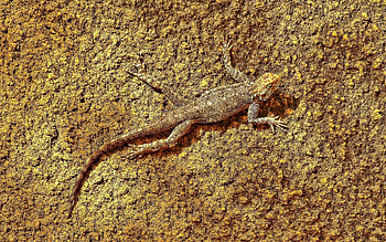 Animals, Surface, Color, Lizard, Reptile HD wallpaper