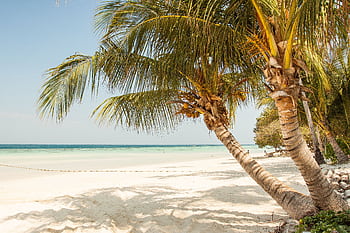 Idyllic tropical beach scene with palm trees and white sand, perfect for a summer escape. HD wallpaper