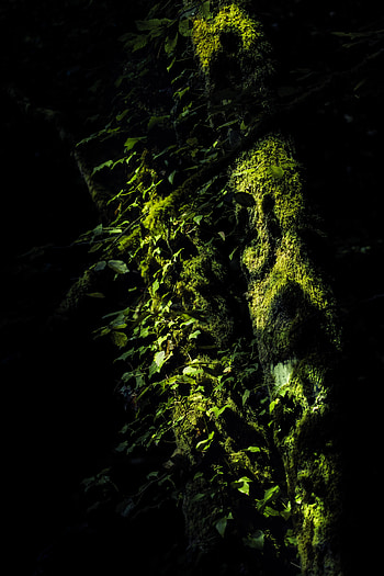 Nature, Trees, Leaves, Dark, Branches, Moss HD phone wallpaper