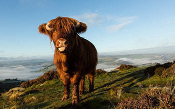 Animals, Nature, Background, Cow HD wallpaper