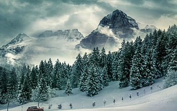 Tree, Nature, Forest , Mountains HD wallpaper