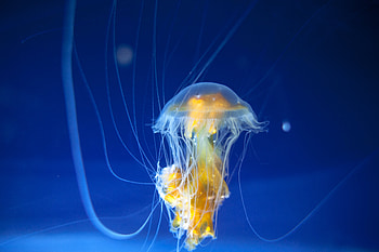 Animals, Jellyfish, Ocean, Underwater World, Aquarium, Tentacles HD wallpaper
