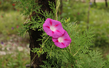 Morning Glory, two, pink, flowers HD wallpaper
