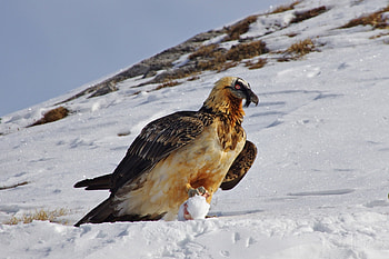 Bearded Vulture, Fauna, Vulture, Bearded Vulture HD wallpaper