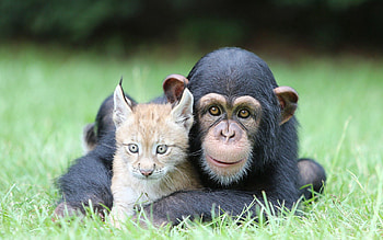 Animals, Grass, Iris, Toddlers, Kids, Chimpanzee HD wallpaper