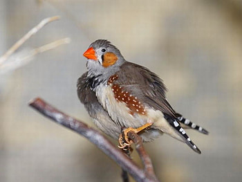 Beautiful Bird, cute, beautiful, bird HD wallpaper