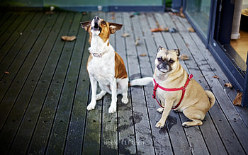 Animals, Dogs, Couple, Pair, Leash, Scream, Cry, Puppies HD wallpaper