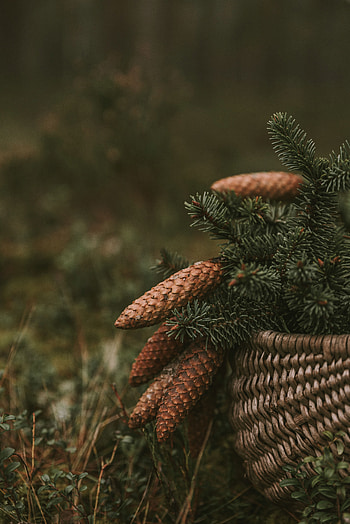 Nature, Cones, Branches, Fir, Spruce, Needles, Basket HD phone wallpaper