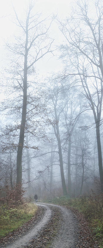 Trees, Miscellanea, Miscellaneous, Road, Fog, Human, Person, Loneliness HD phone wallpaper