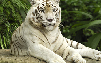*** White Tiger ***, lies, white, tiger, green HD wallpaper
