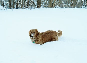 My nose is cold, dog, jazz, golden retriever, snow HD wallpaper